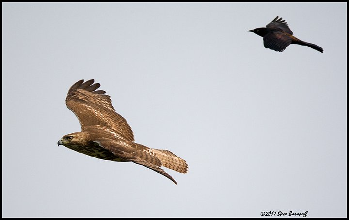 _1SB9214 grackel and red-tailed hawk.jpg